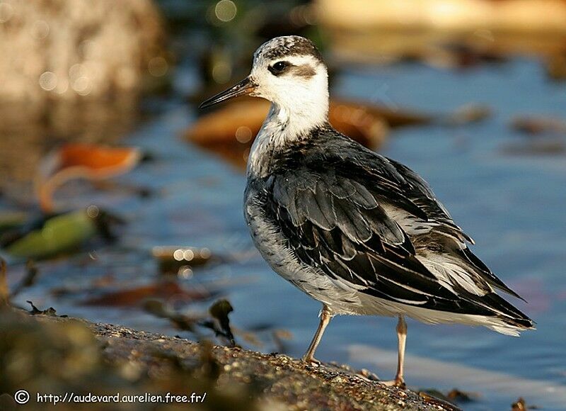 Red Phalarope