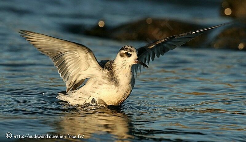 Red Phalarope