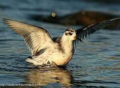 Phalarope à bec large