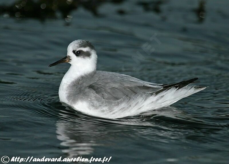 Phalarope à bec largeadulte internuptial