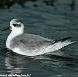 Phalarope à bec large