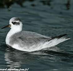 Phalarope à bec large