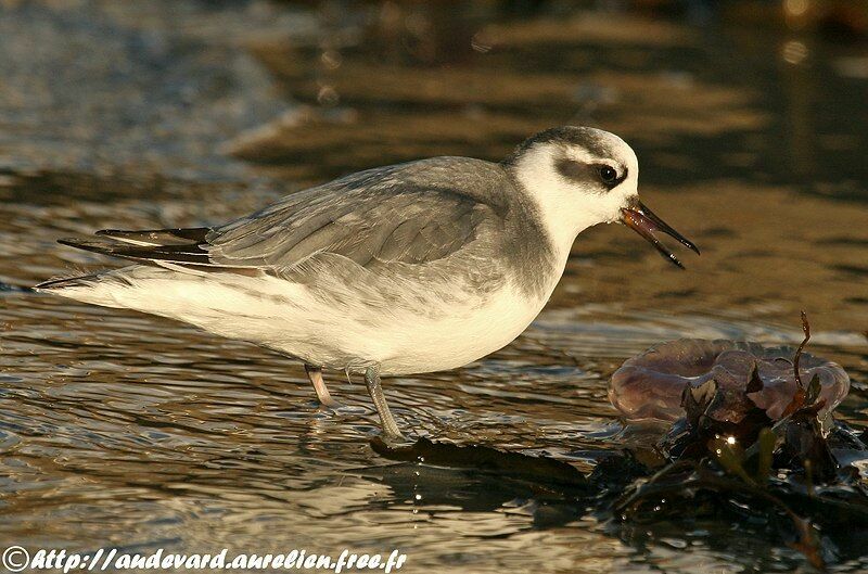 Red Phalarope