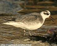 Phalarope à bec large