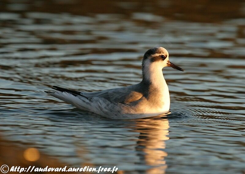 Phalarope à bec large