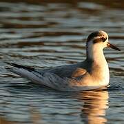 Red Phalarope