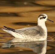 Phalarope à bec large