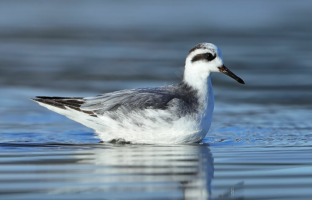 Phalarope à bec large, identification