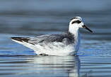 Phalarope à bec large