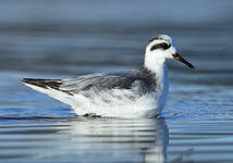 Phalarope à bec large