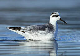 Phalarope à bec large