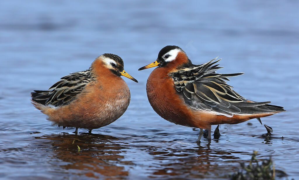 Phalarope à bec largeadulte nuptial