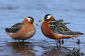 Phalarope à bec large