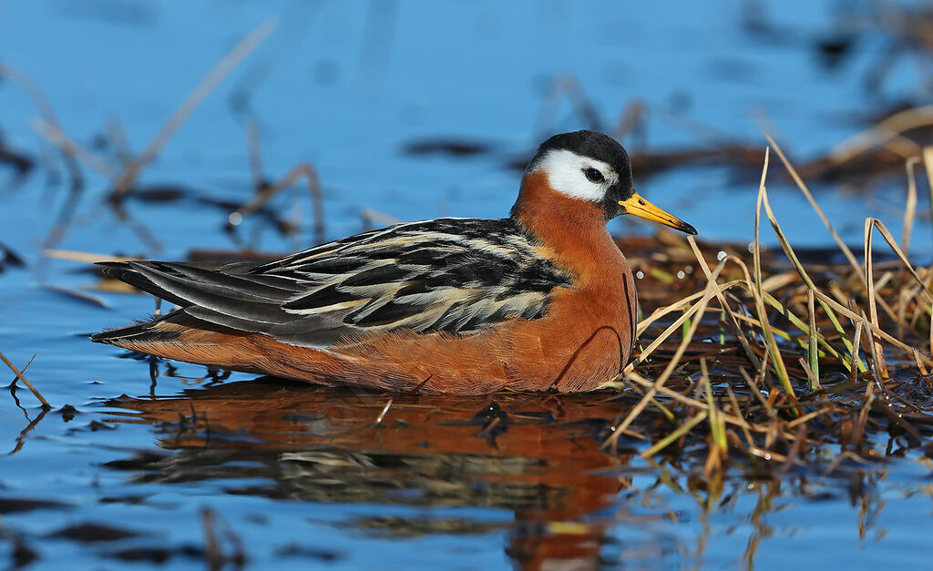 Phalarope à bec large femelle adulte nuptial, identification