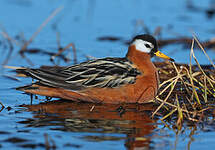 Phalarope à bec large