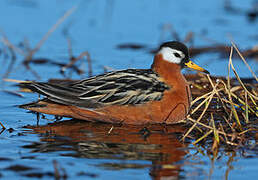 Red Phalarope