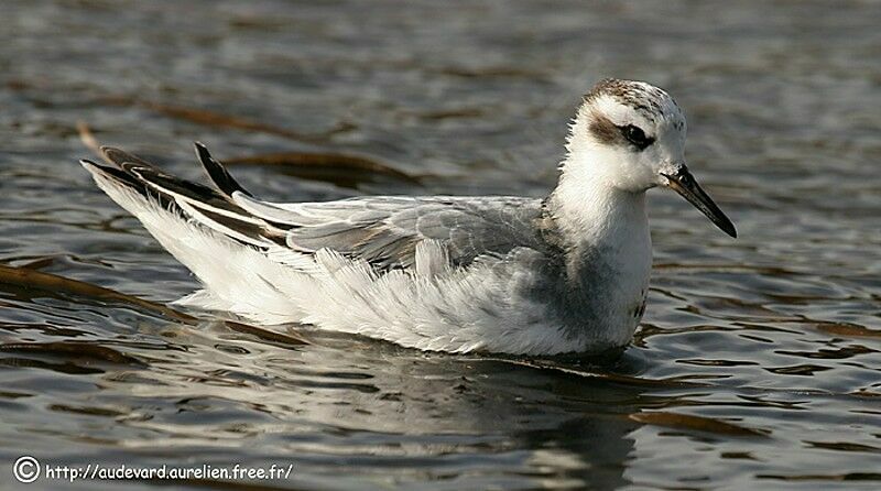 Red Phalarope