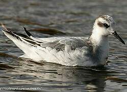 Phalarope à bec large