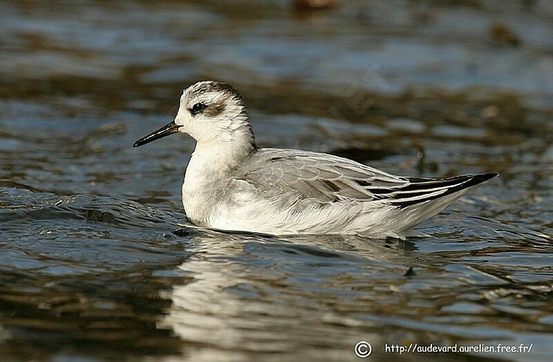 Phalarope à bec large