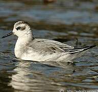 Red Phalarope