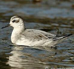 Phalarope à bec large
