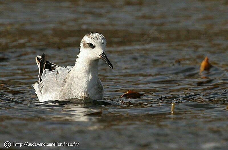 Red Phalarope