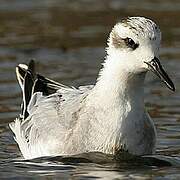 Phalarope à bec large