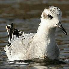 Phalarope à bec large