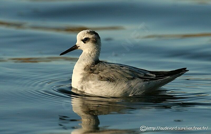 Phalarope à bec large