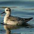 Phalarope à bec large