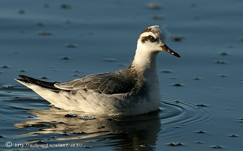 Red Phalarope