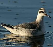 Red Phalarope