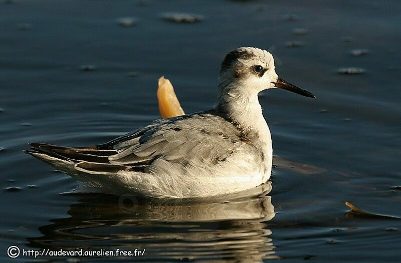 Red Phalarope