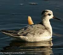 Phalarope à bec large