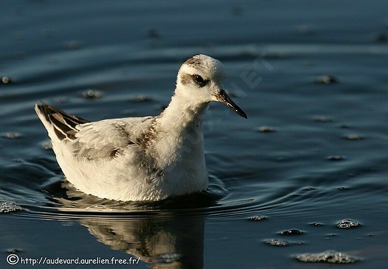 Phalarope à bec large