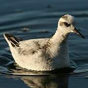 Phalarope à bec large