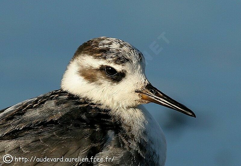 Red Phalarope