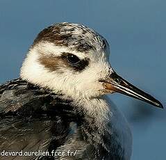 Phalarope à bec large