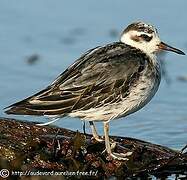 Red Phalarope