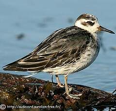 Phalarope à bec large