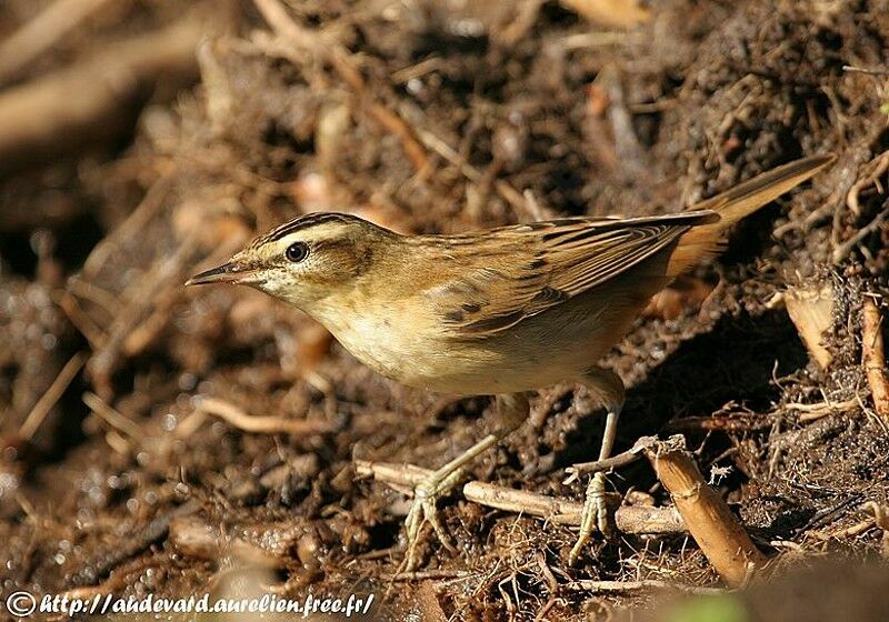 Sedge Warbler