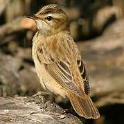 Sedge Warbler