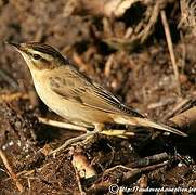 Sedge Warbler