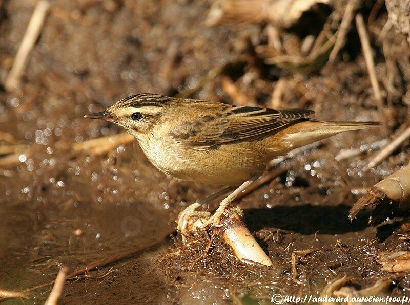 Sedge Warblerjuvenile