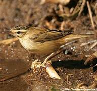 Sedge Warbler