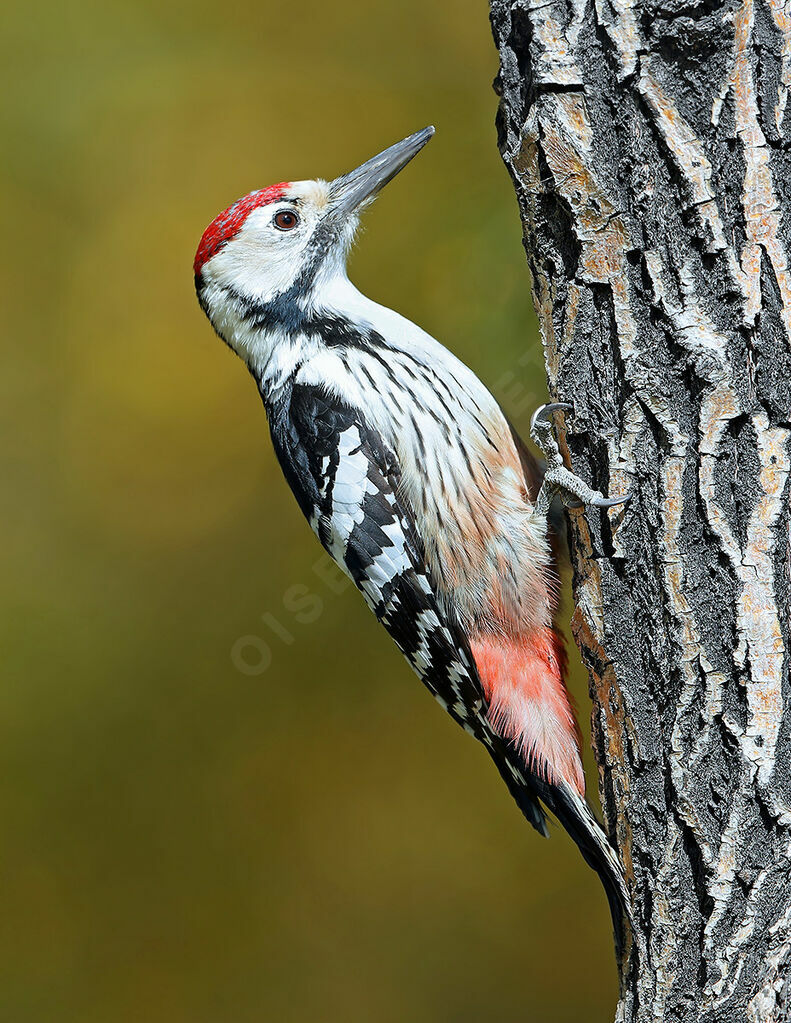 White-backed Woodpecker