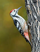 White-backed Woodpecker