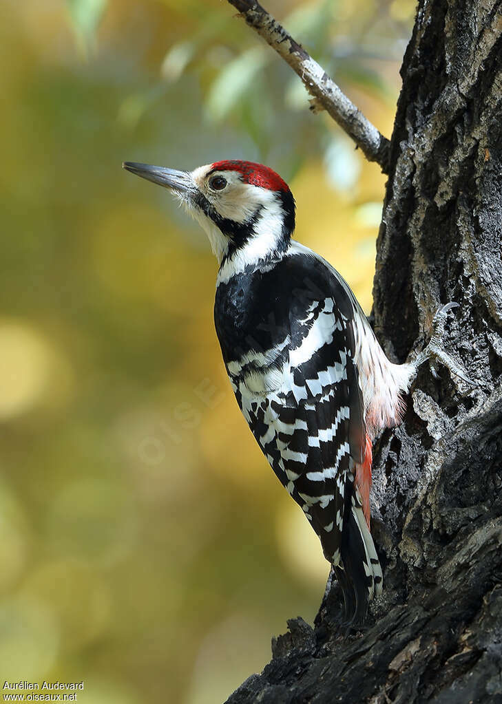 White-backed Woodpecker male adult, identification