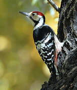 White-backed Woodpecker