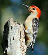 Red-bellied Woodpecker